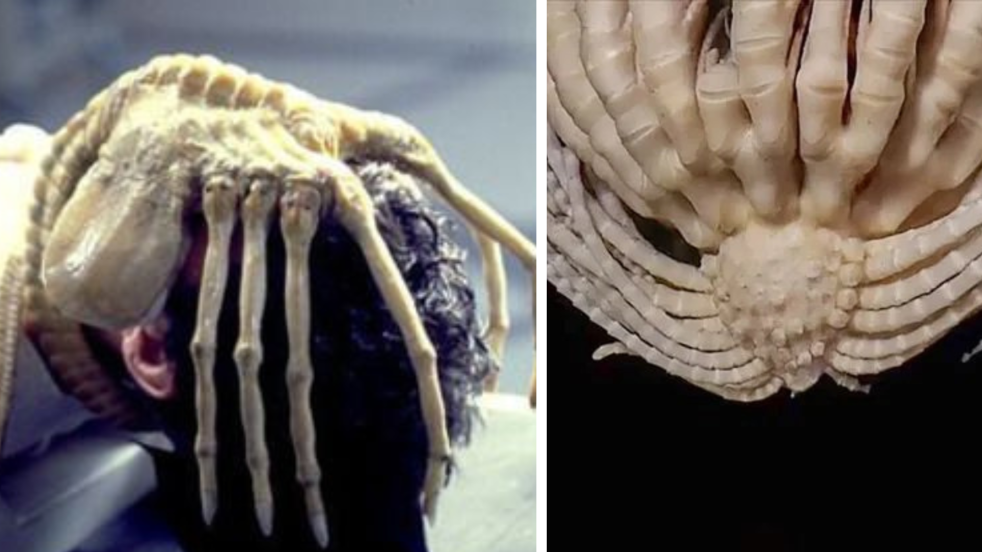 Vedci objavili nový druh záhadného tvora.