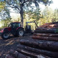 Polacy kupują drewno z Białorusi. Sankcje to fikcja