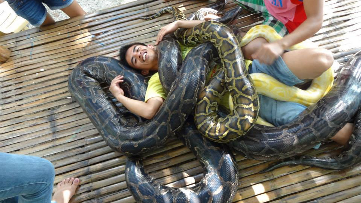 Zoo w Cebu na Filipinach oferuje swoim zwiedzającym szaloną, śliską i nieco przytłaczającą atrakcję - masaż pytonami.