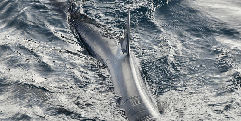 Alarm na Balearach: rekin u wybrzeży Minorki