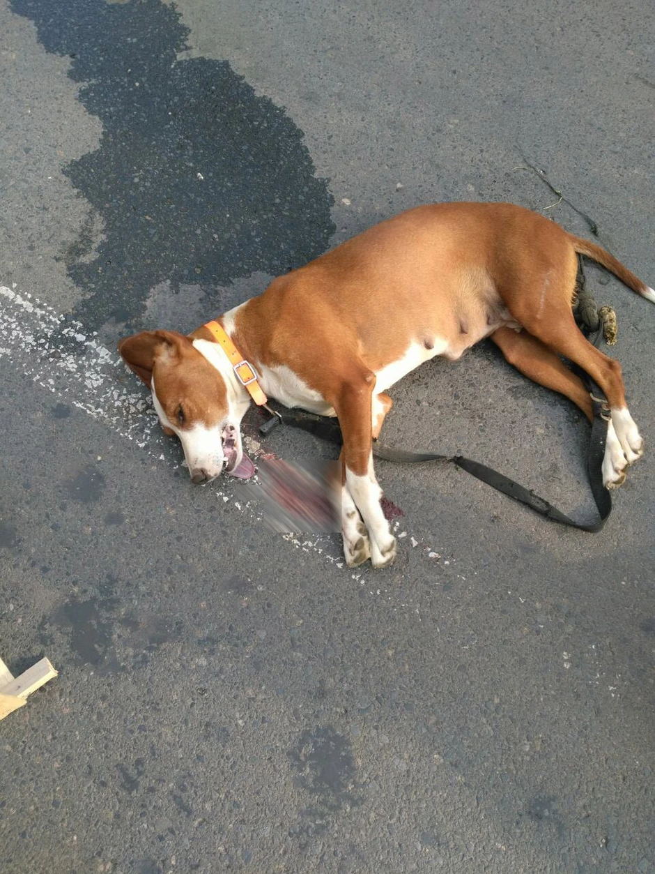 Aska je brutalno ubijena