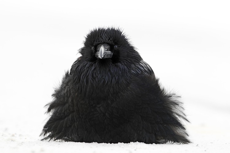 Nastroszony, fot. John E. Marriot (Kanada)