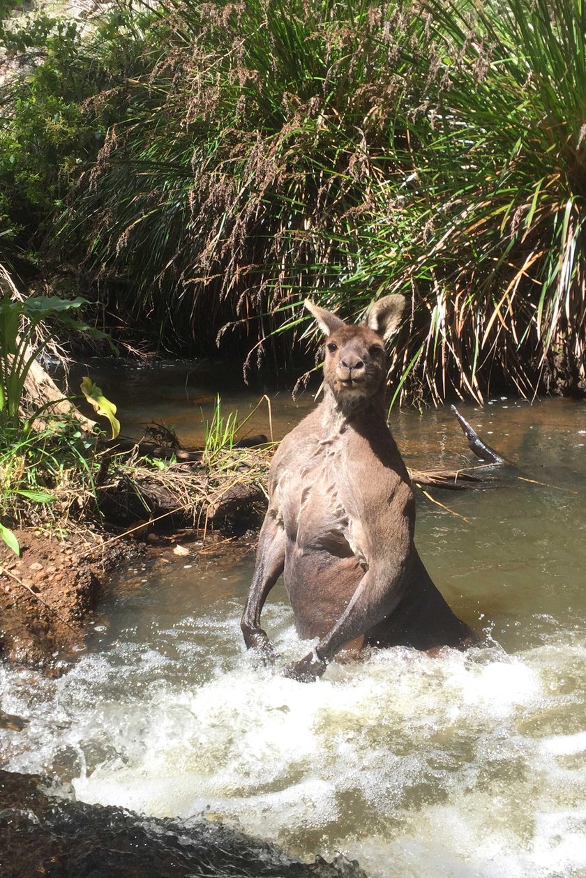 Australijski kangur-kulturysta