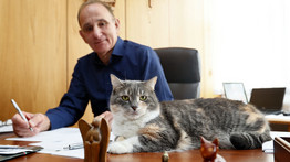 Fantasztikus hír: előkerült Bürgi, a gödöllői polgármester macskája