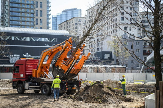 Warszawa: przesadzą, zamiast wycinać. 42 duże drzewa trafią do parku
