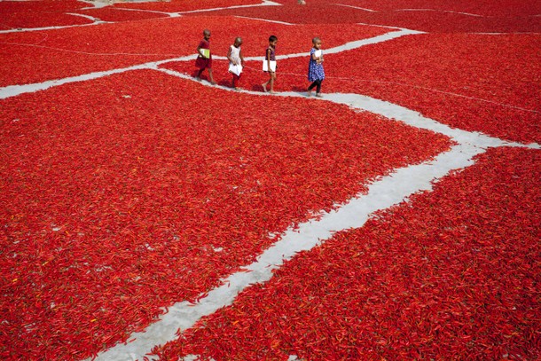 Red chilli pepper processing in Bangladesh