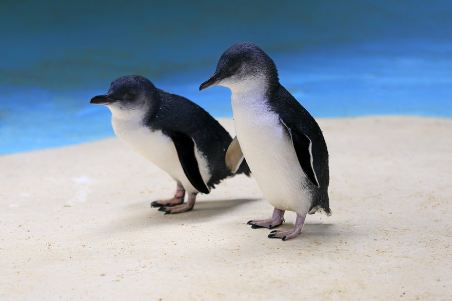 Ze względu na swoje ubarwienie pingwiny małe są też nazywane pingwinami niebieskimi. Fot. imageBROKER/Juergen & Christine Sohns/Getty Images