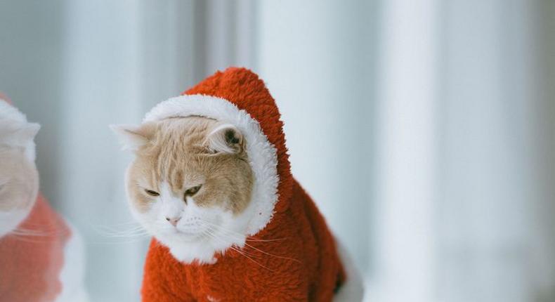 ___9175533___2018___12___6___22___white-and-beige-scottish-fold-cat-in-christmas-royalty-free-image-831353306-1544039070