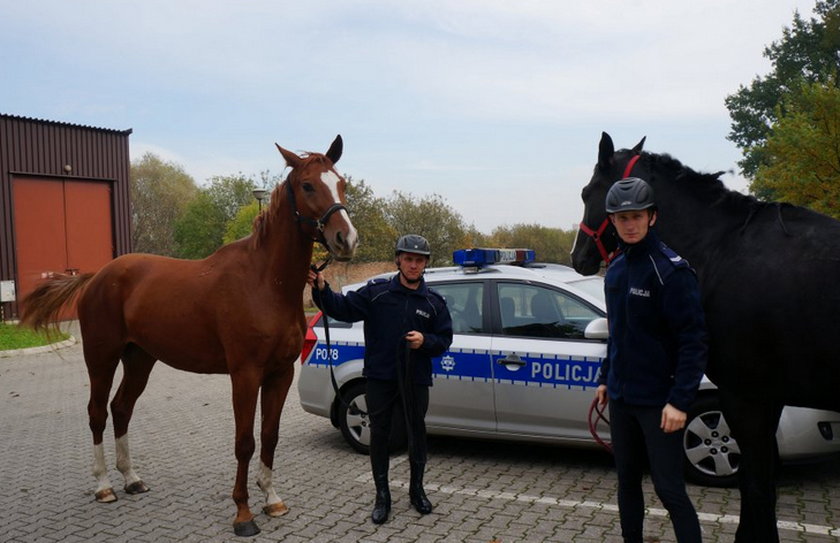 Konie w chorzowskiej policji