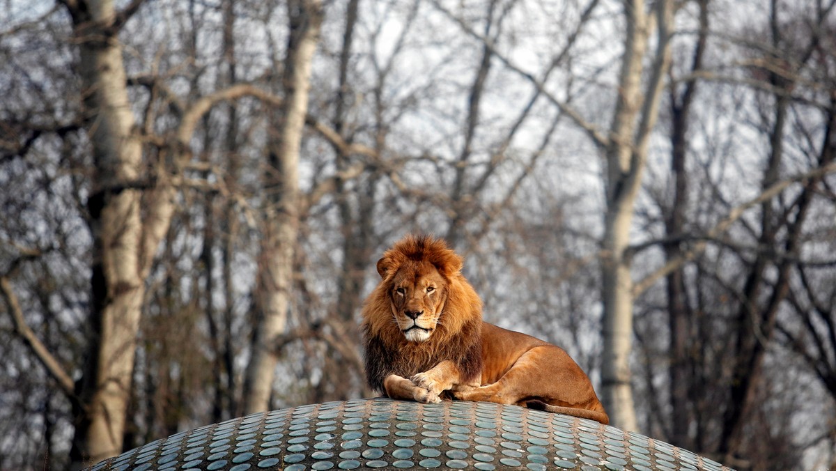 Warszawa. Wjechał do zoo, chciał wejść na wybieg dla lwów.  W ręce trzymał łom