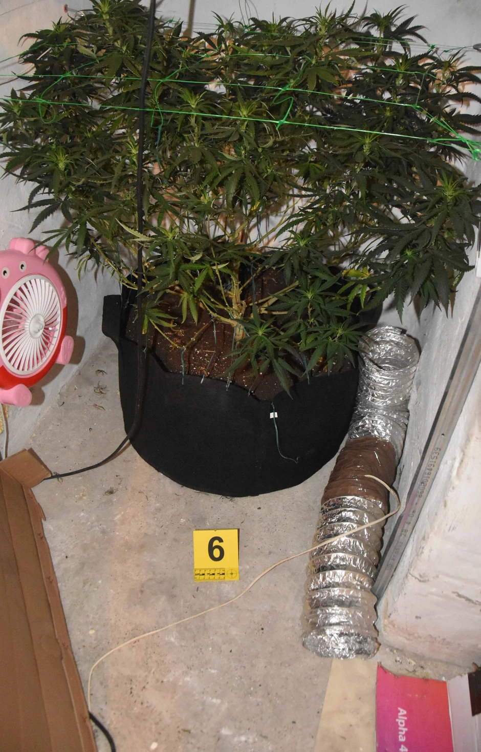 Uhapšeni u kući uzgaja drogu