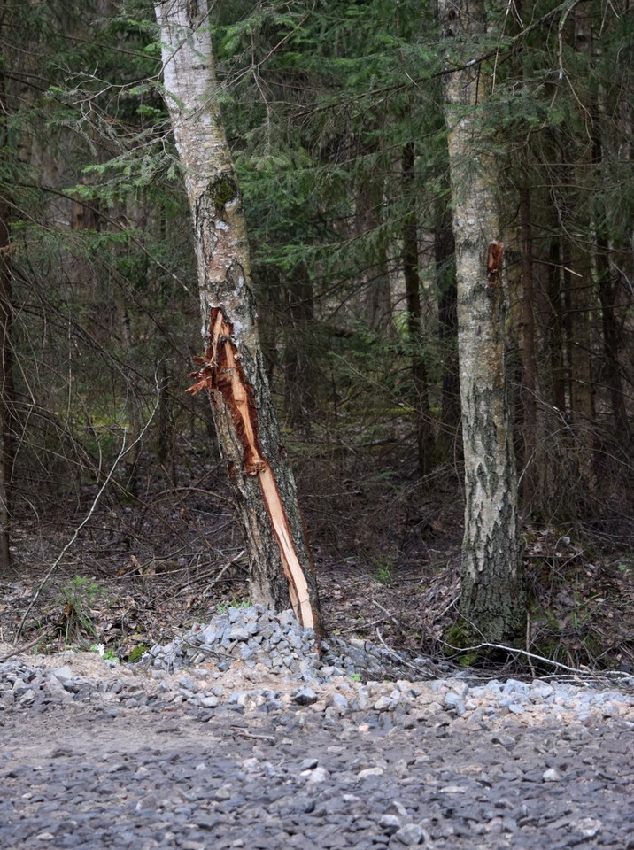 Rezerwat Przyrody Lasy Naturalne na południu Puszczy Białowieskiej.