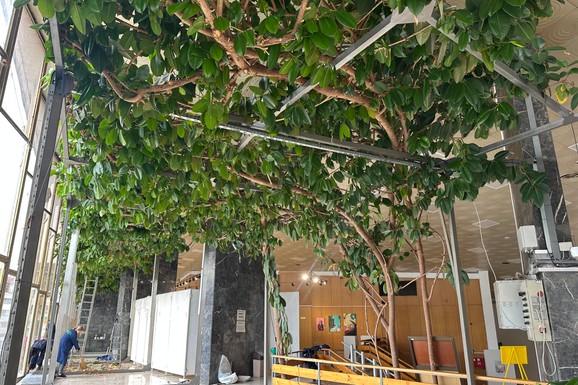 (FOTO) On je džinovski i sviđa se mnogim ženama: Gužva ispred Doma kulture u Čačku znači samo jedno - deli se pelcer najvećeg fikusa na Balkanu