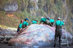 Niezwykłe odkrycie naukowców. Martwy wieloryb skrywał skarb wart pół miliona dolarów