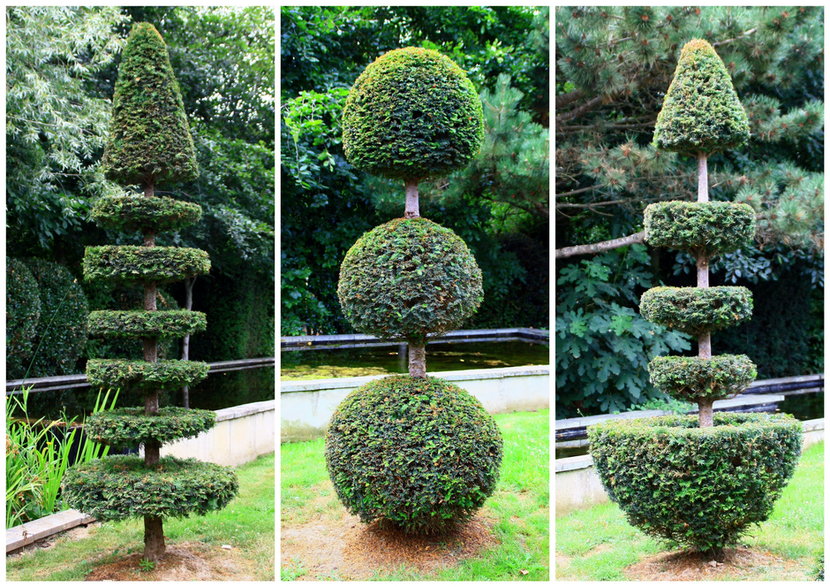 Drzewa można uformować w bardzo różnorodne kształty - Patryssia/stock.adobe.com 