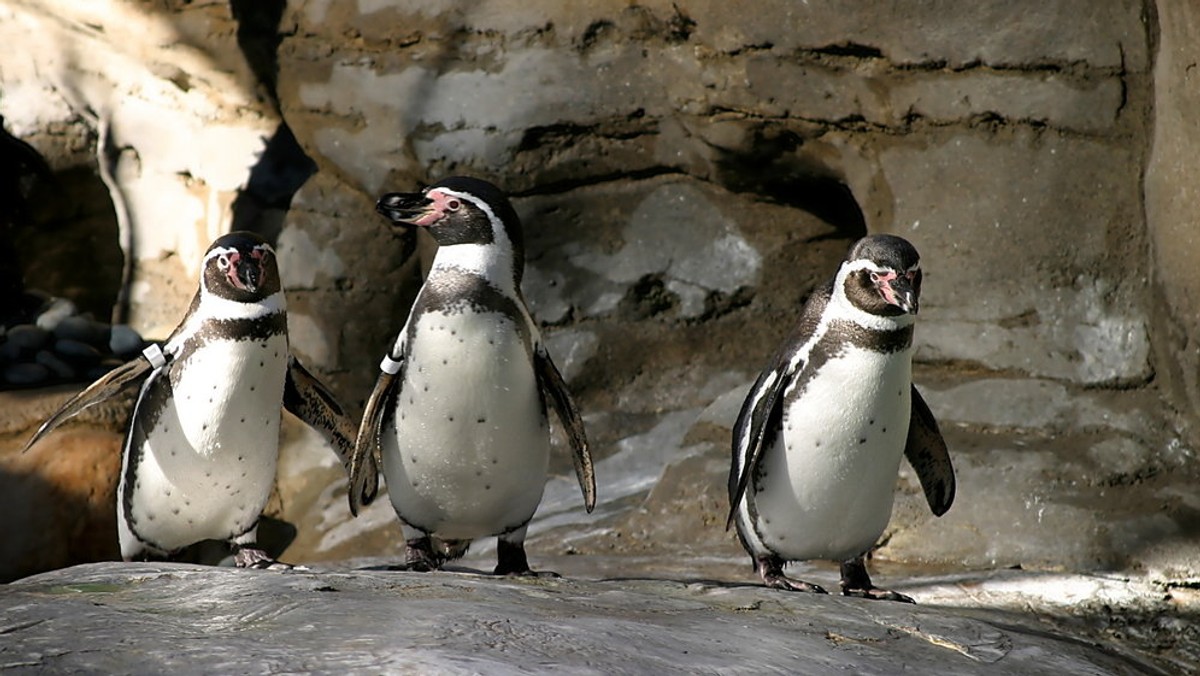 Skradzionego pingwina z ogrodu zoologicznego w Mannheimie znaleziono martwego. Stowarzyszenie Dyrektorów Ogrodów Zoologicznych nie wyklucza zorganizowanej przestępczości. Kradzież papug i małp w Krefeld, myszołowa w Berlinie - już od lat w niemieckich ogrodach zoologicznych ginie niemalże każdy gatunek zwierząt.