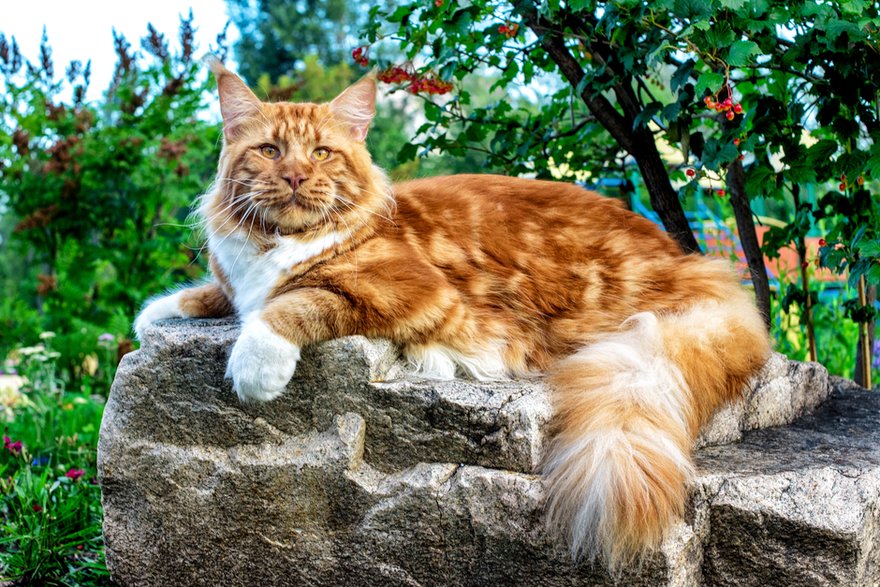 Maine coon - Sergei/stock.adobe.com