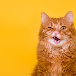 Miért van a macskáknak bajsza? Így működik a cicák beépített radarja