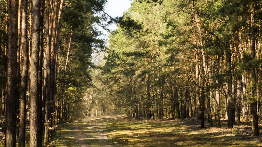 Wypadek w Kampinoskim Parku Narodowym. Nie żyje rowerzysta