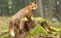 Uwaga! Powiększono obszar zagrożony wścieklizną