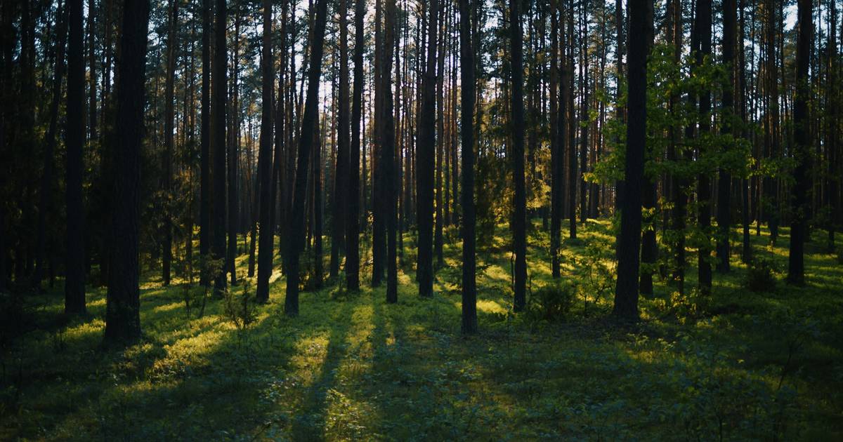 Lasy Państwowe od kulis. "Kancelaria leśnictwa była jak bar"