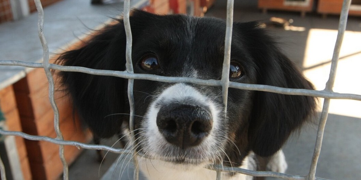 Schronisko w Gdańsku wstrzymuje adopcje przed Bożym Narodzeniem