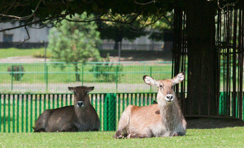 Sjesta w śląskim zoo