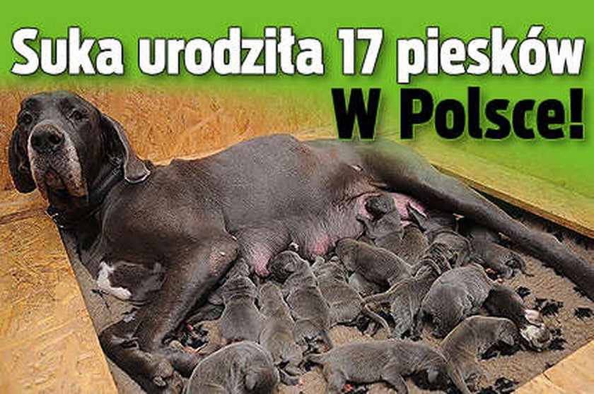 Suka urodziła 17 piesków. W Polsce!