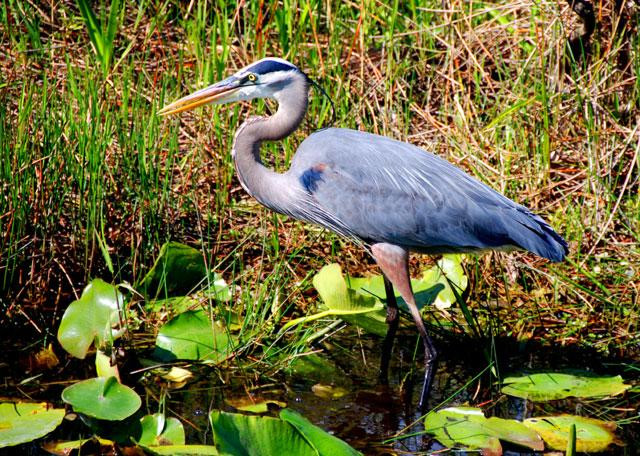 Galeria USA - Park Narodowy Everglades, obrazek 12