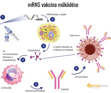 mRNS vakcina működese - EgészségKalauz