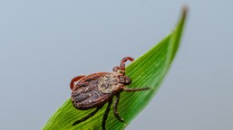 czy mróz zabija kleszcze? w jakiej temperaturze giną kleszcze? kleszcze a mróz zimą 2026 jaka temperatura zabija kleszcze