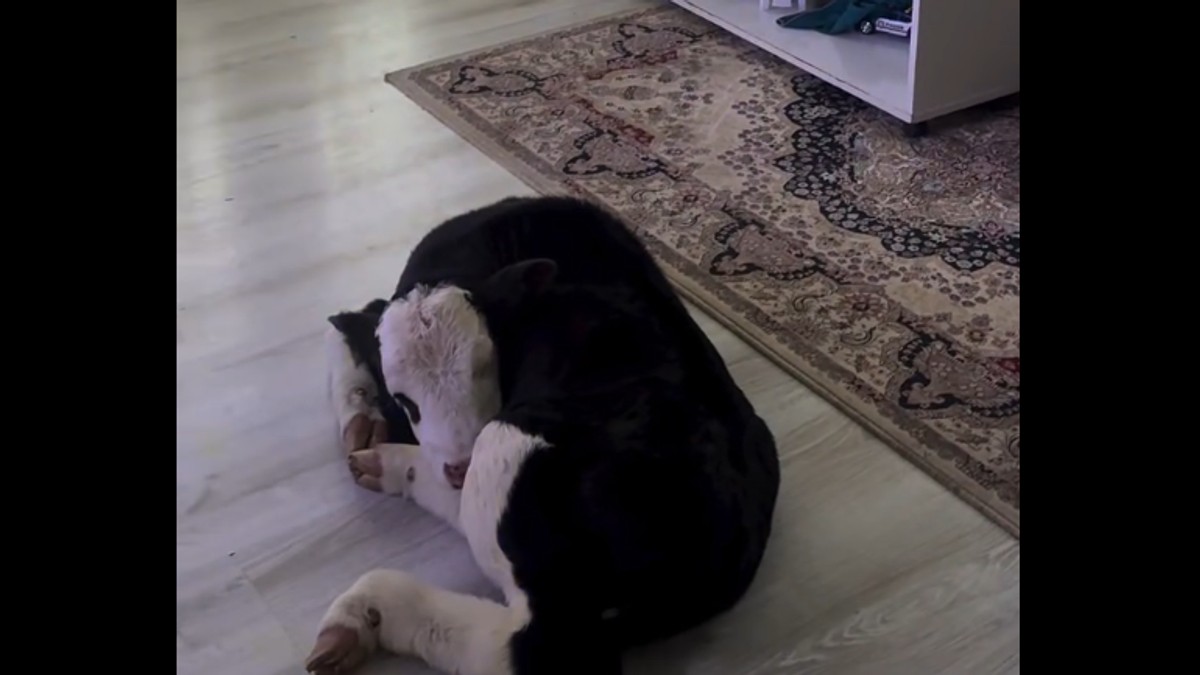 Tele kao kućni ljubimac