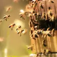Pięć cech pszczół, które mogą zainspirować ludzi do zmian w życiu