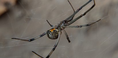 8-latek pozwolił pająkowi się ugryźć, bo chciał zostać Spider-Manem. Fatalny finał