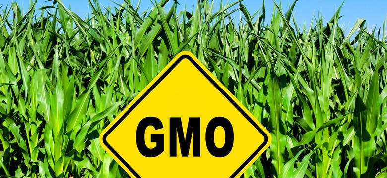 Uprawy GMO mogą korzystnie wpływać na klimat. Najnowsze odkrycie naukowców