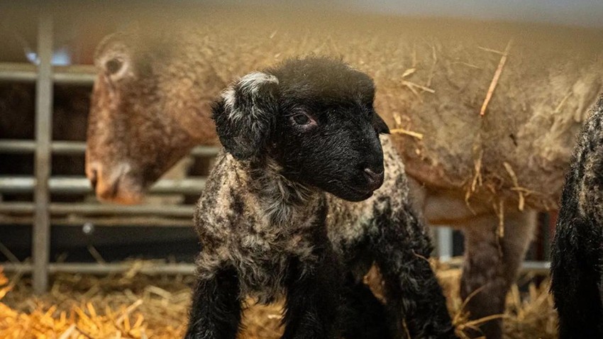 BBC | Foto: Dalscone Farm