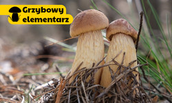 Borowik amerykański to nowy grzyb w polskich lasach. Czy warto go jeść?