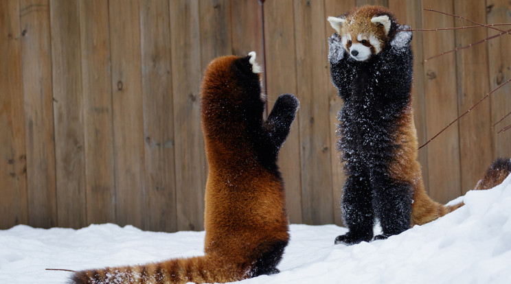 A két vörös panda mintha csak egy vadnyugati jelenetet játszott volna el a kanadai állatkertben / Fotó: Northfoto