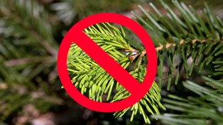 1500 zł za zrywanie gałązek w lesie. Dla "recydywistów" jeszcze wyższe kary. Rząd zaostrza przepisy karne