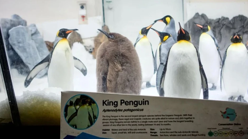 BBC | Foto: Sea Life Melbourne