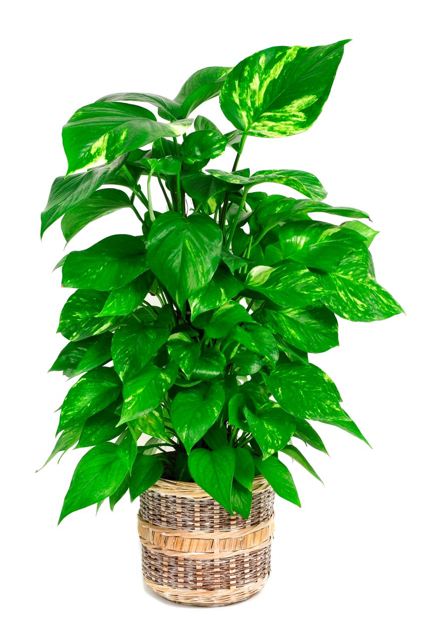 Epipremnum złociste (Epipremnum aureum)