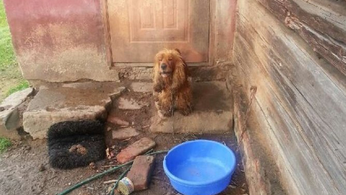 Nawet dwa lata w więzieniu może spędzić mieszkaniec Bliznego, który na dwa tygodnie pozostawił psy bez jedzenia i wody. Zwierzęta ostatnie dni spędziły w błocie i własnych odchodach.