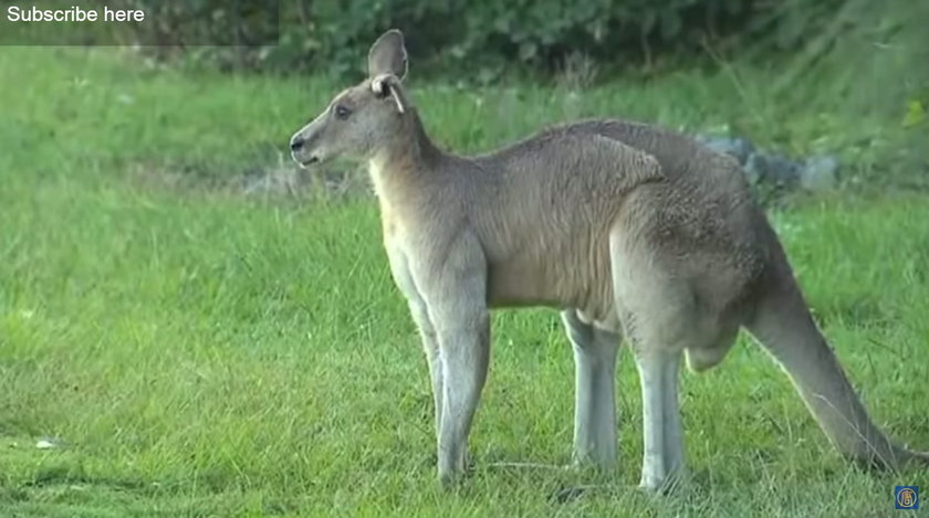 Gigantyczny kangur w Brisbane