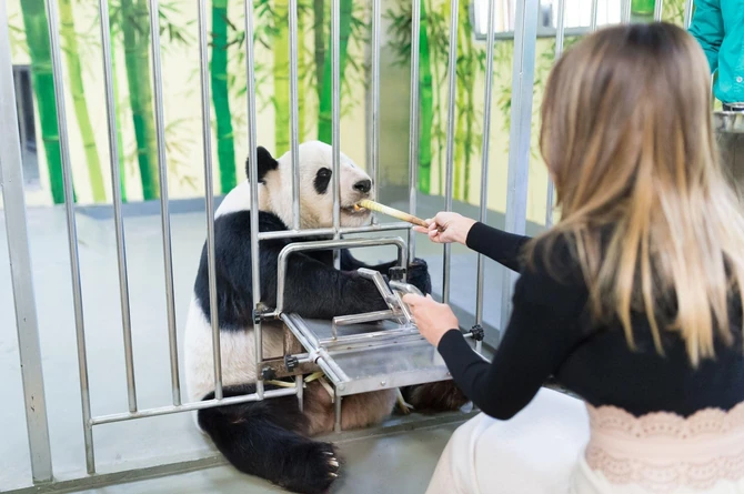 Melanija Tramp hrani džinovsku pandu