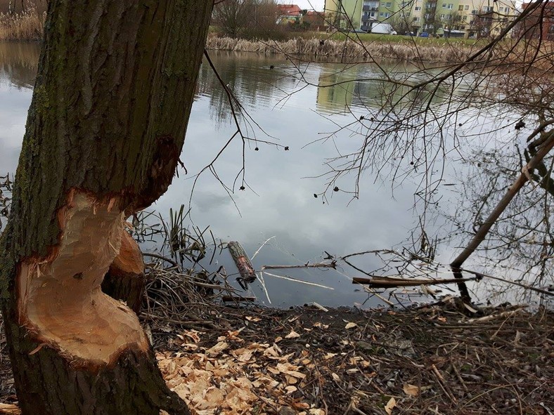 Bobry stwarzają niebezpieczeństwo, pogryzając pnie drzew porastających brzegi rzeki