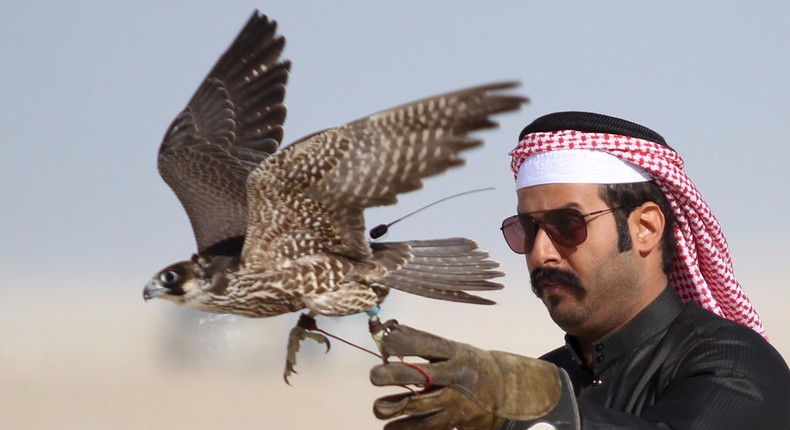 A Qatari man releases a falcon during a contest in 2016.