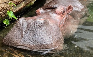 Pelagia w kwiecie wieku – skończyła 40 lat i jest najstarszym hipciem w Polsce