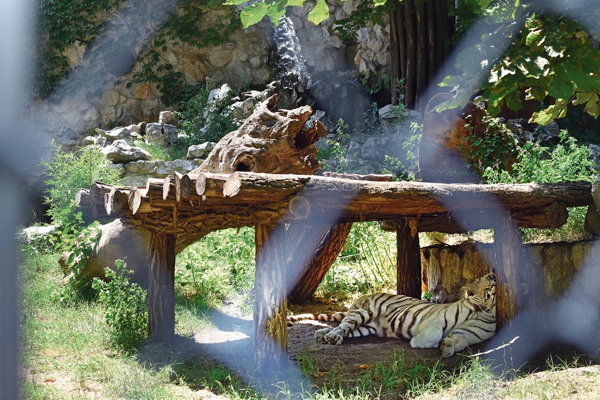 Opasne mačke su glavne spavalice, probude se tek toliko da promene poziciju u hladu