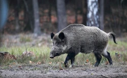 WWF: Zamiast wybijać dziki, lepiej nauczyć rolników, co to bioasekuracja