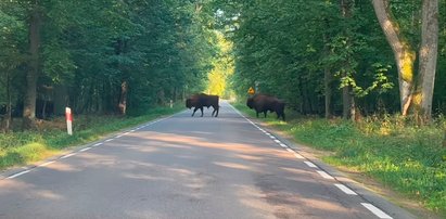 Szokujące spotkanie na podlaskiej drodze. Leśniczy gwałtownie zahamował